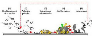 Ce schéma explique comment le biofilm se forme.